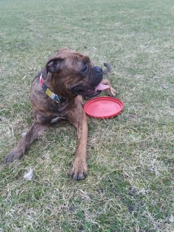 Игрушка для собак Конг Летающий диск Фрисби KONG Flyer