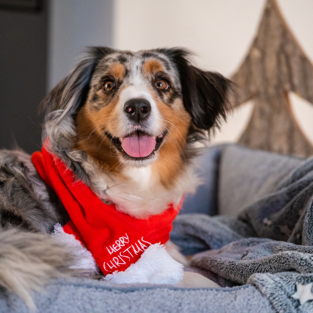 Новорічний шарф для собак Веселого Різдва Merry Christmas Dog Scarf Nobby