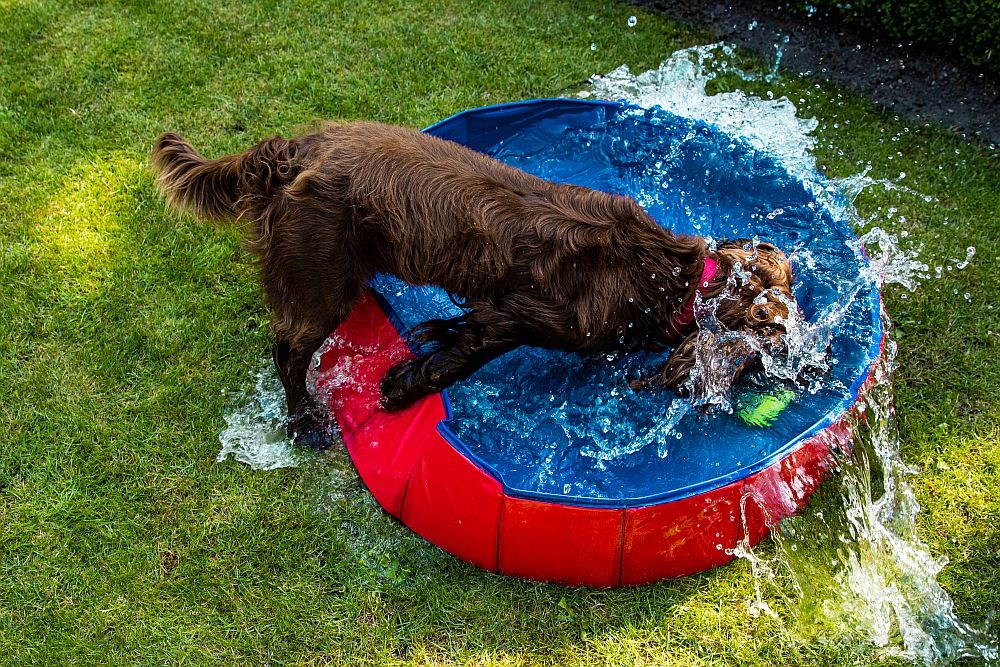 Складаний басейн з клапаном для зливу води для собак Dog Pool Folding Nobby