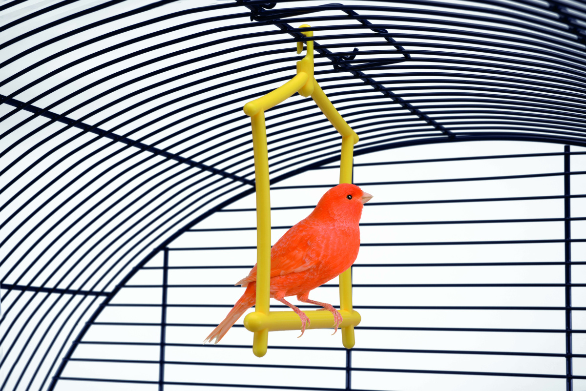 Іграшка для птахів Гойдалка підвісна з жердиною Imac Altanela