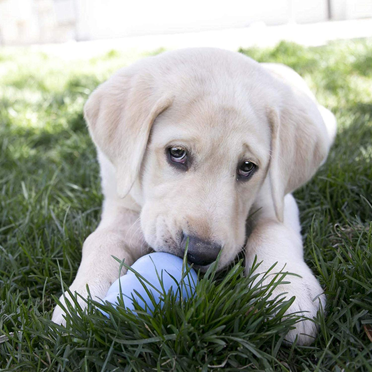 Іграшка для цуценят Конг Розвиваючий для ласощів KONG Puppy Ball Іграшка для цуценят Конг Розвиваючий для ласощів KONG Puppy Ball