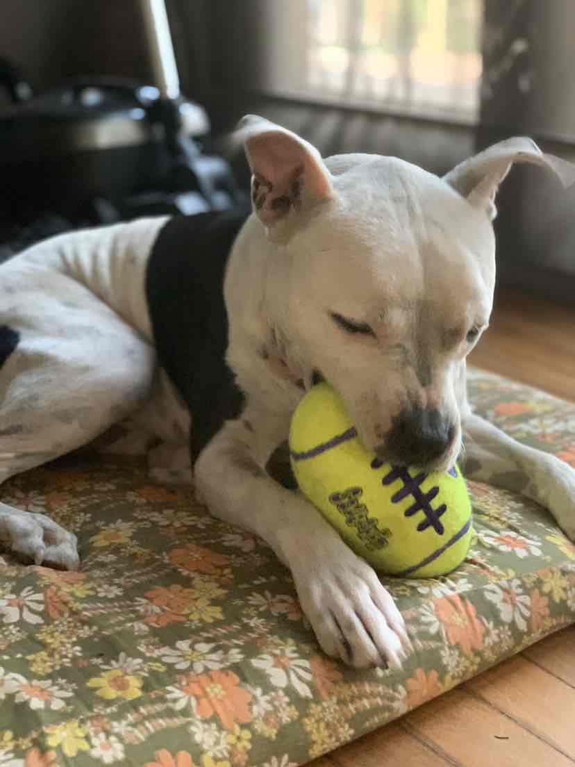 Іграшка для собак М'яч Регбі Дбайливий догляд за зубами KONG AirDog Squeaker Football