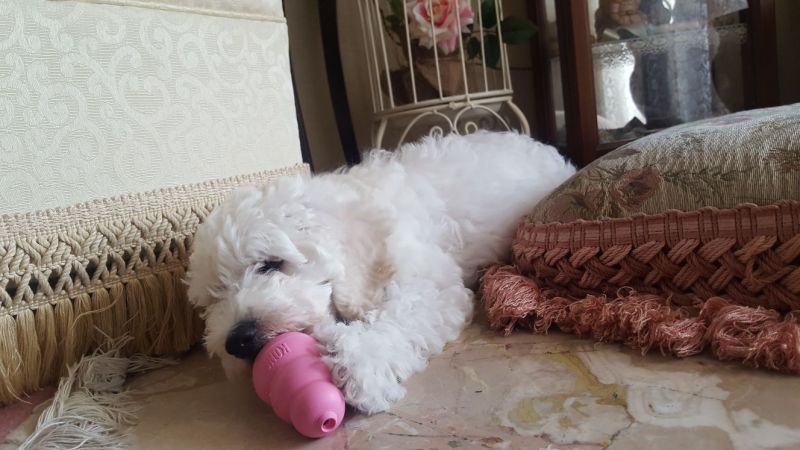 Игрушка для щенков Конг Развивающий для лакомств KONG Puppy Ball