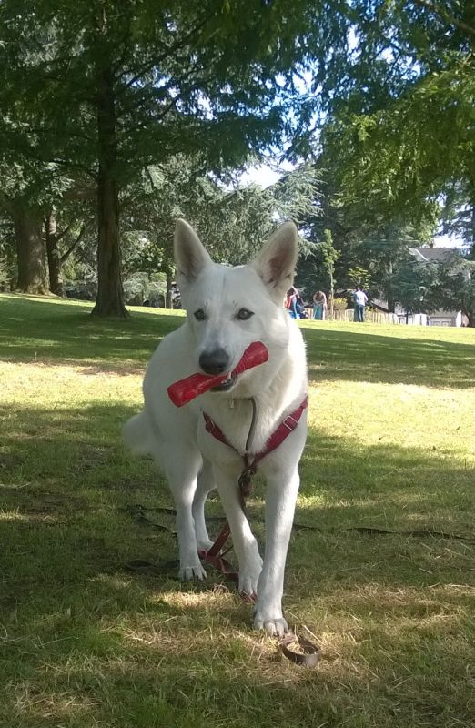 Іграшка для собак Жувальна Паличка із піщалкою KONG Squeezz Stick Dog