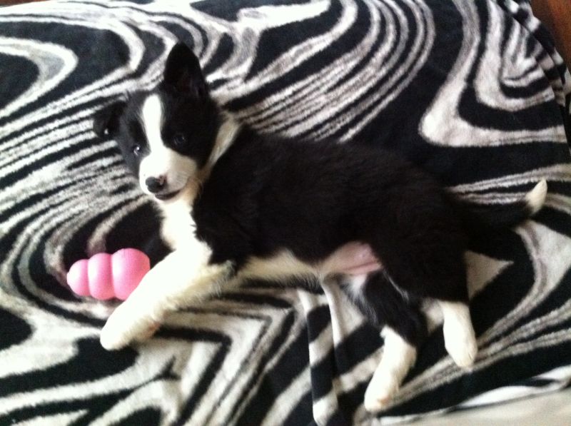 Игрушка для щенков Конг Развивающий для лакомств KONG Puppy Ball