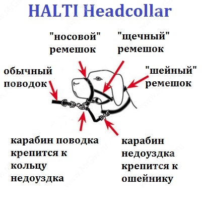 Дресирувальний нейлоновий намордник-недоуздок для собак Halti Headcollar