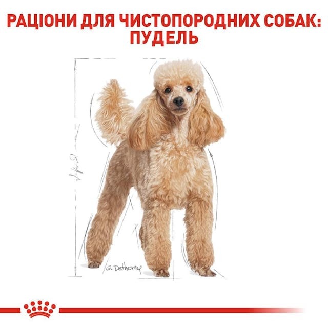 Сухой корм для собак породы Пудель Мальтипу в возрасте от 10 месяцев Royal Canin Poodle Adult