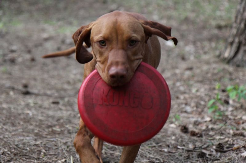 Игрушка для собак Конг Летающий диск Фрисби KONG Flyer