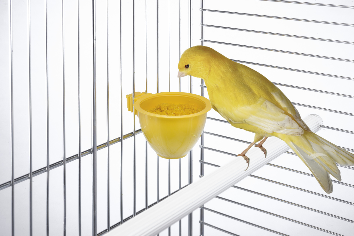 Чашкова пластикова годівниця для птахів Imac Ncino