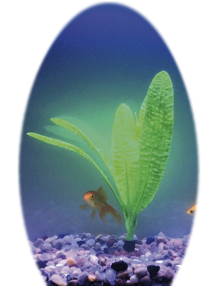 Декоративное растение для аквариума Криптокорина Устериана Cryptocoryne Aqua Plant Nobby