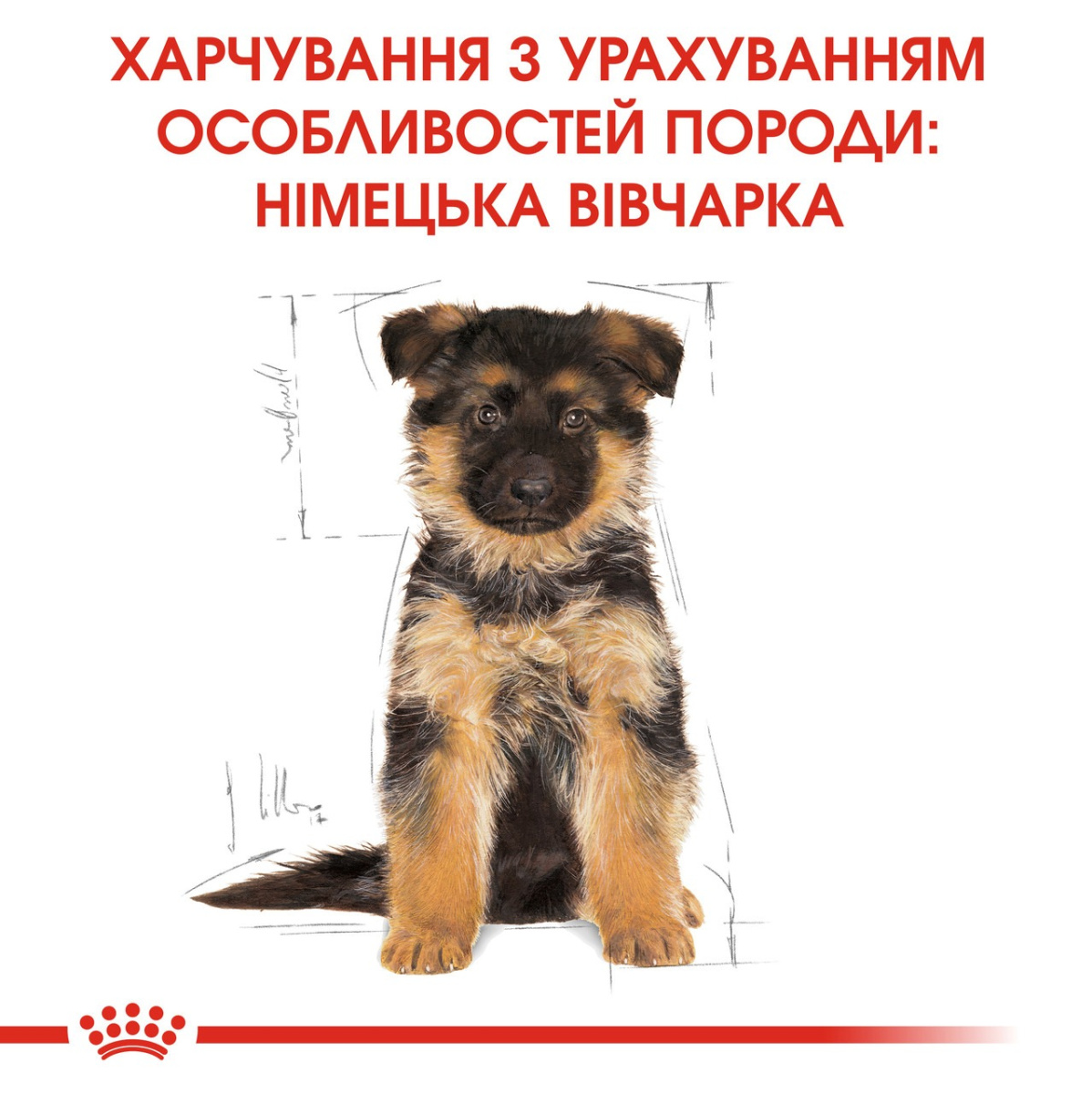 Сухий корм для цуценят породи Німецька Вівчарка віком до 15 місяців Royal Canin German Shepherd Puppy