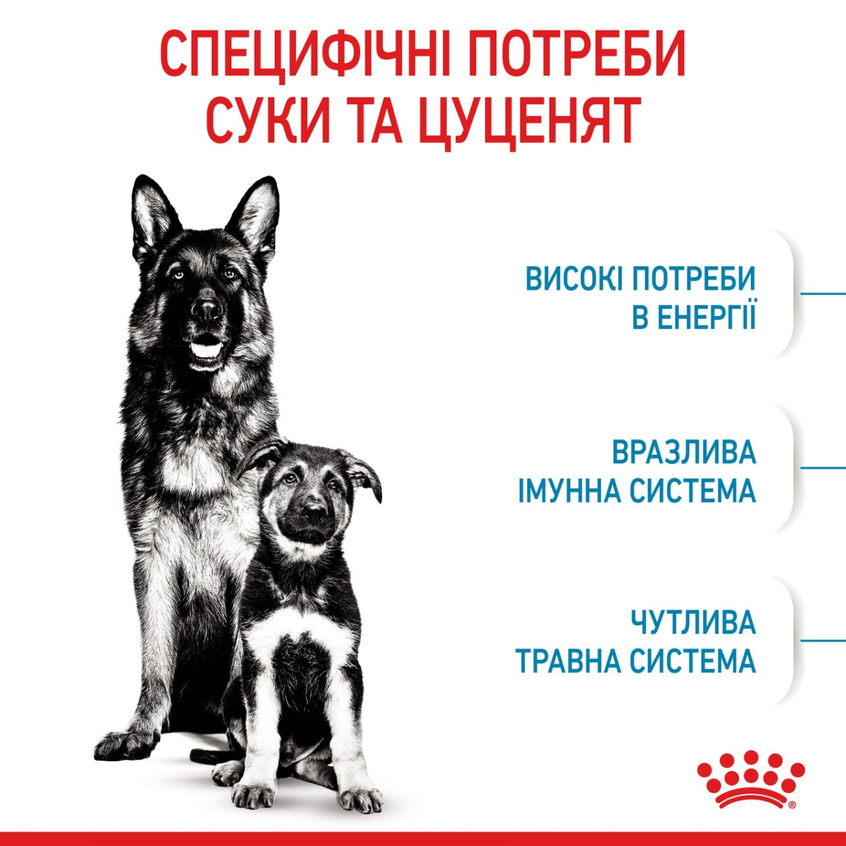 Сухий корм для цуценят віком до 2 місяців та годуючих собак великих порід Royal Canin Maxi Starter