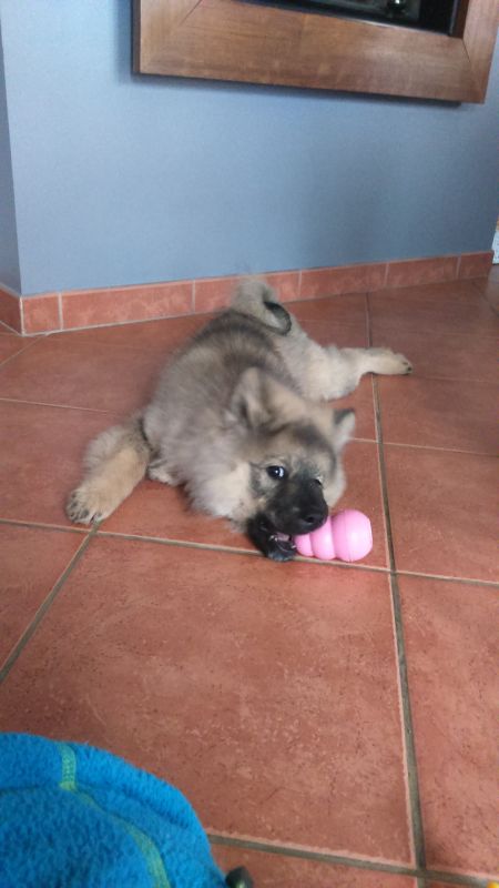 Іграшка для цуценят Конг Розвиваючий для ласощів KONG Puppy Ball Іграшка для цуценят Конг Розвиваючий для ласощів KONG Puppy Ball