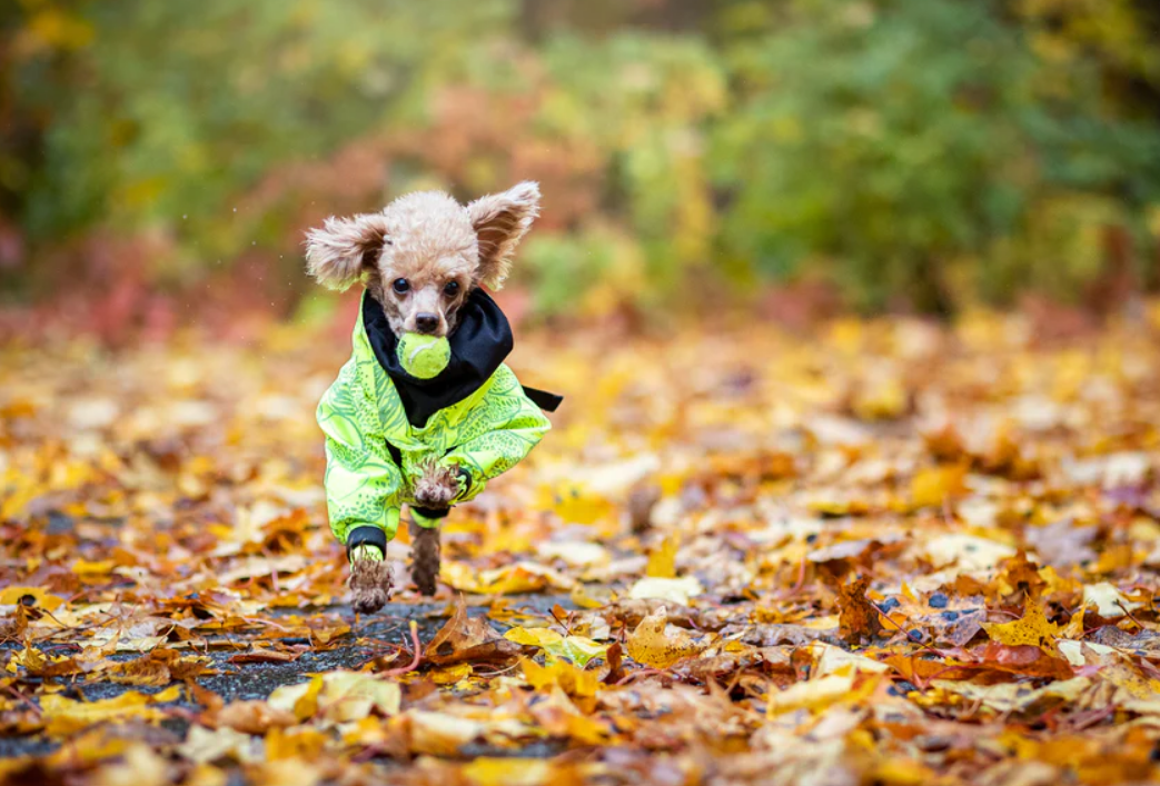 Водонепроницаемый костюм со светоотражающим узором для собак PAIKKA Rain Suit