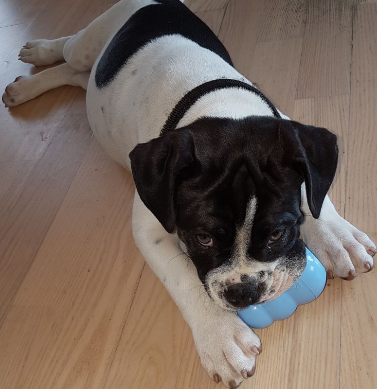 Іграшка для цуценят Конг Розвиваючий для ласощів KONG Puppy Ball Іграшка для цуценят Конг Розвиваючий для ласощів KONG Puppy Ball