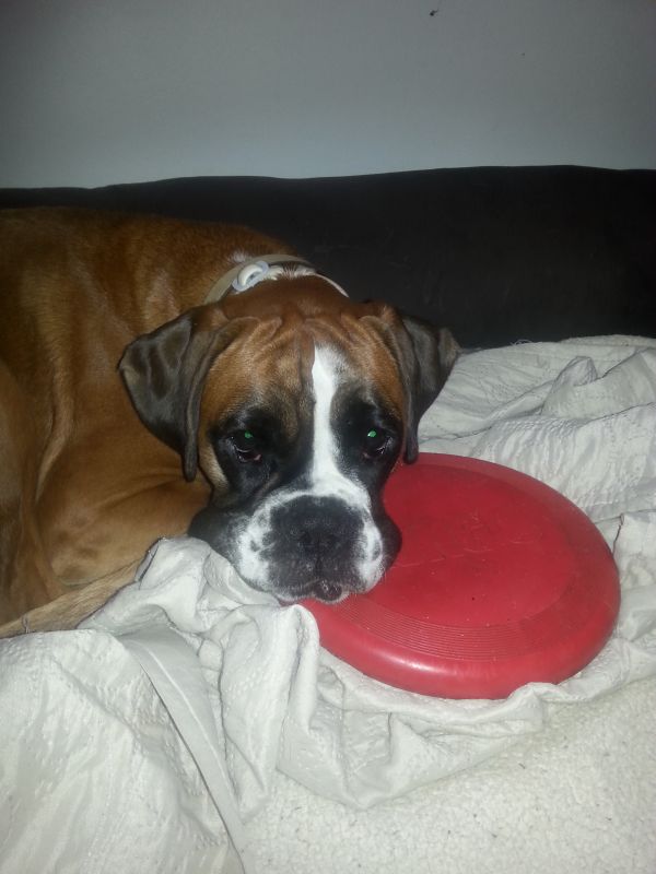 Игрушка для собак Конг Летающий диск Фрисби KONG Flyer