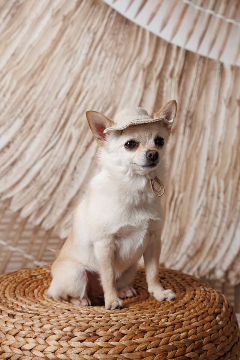 Панама для собак Голд Pet Fashion Dog Sun Hat Gold
