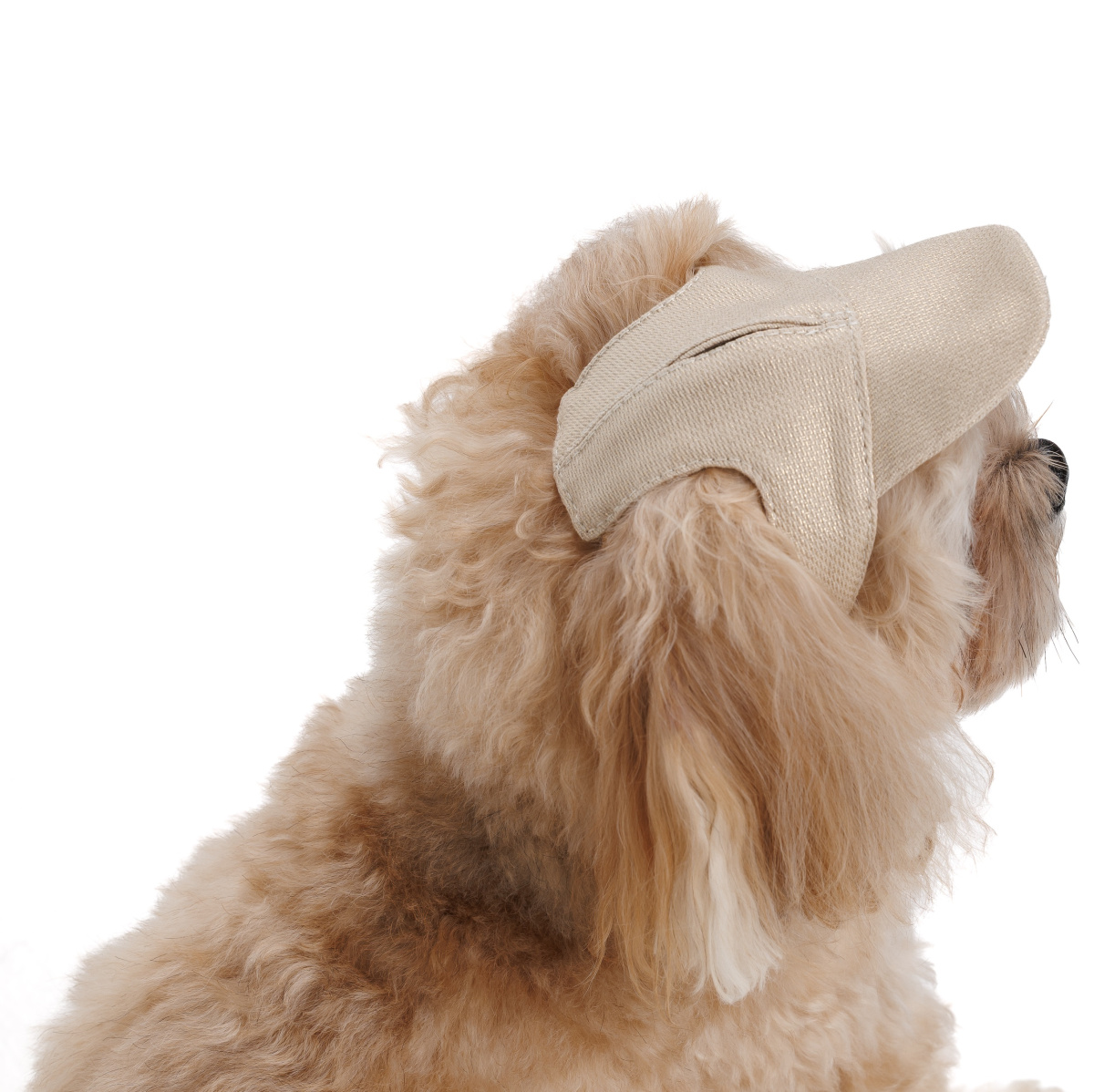 Кепка для собак Гламур Pet Fashion Dog Cap Glamor