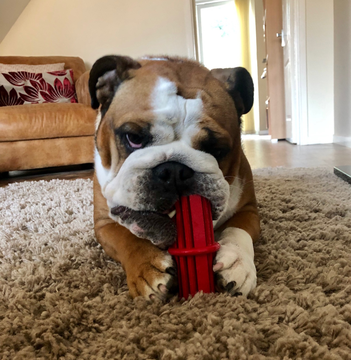 Іграшка для собак Палиця Конг для ласощів та очищення зубів KONG Dental Stick Іграшка для собак Палиця Конг для ласощів та очищення зубів KONG Dental Stick