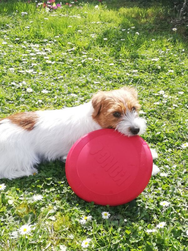 Игрушка для собак Конг Летающий диск Фрисби KONG Flyer