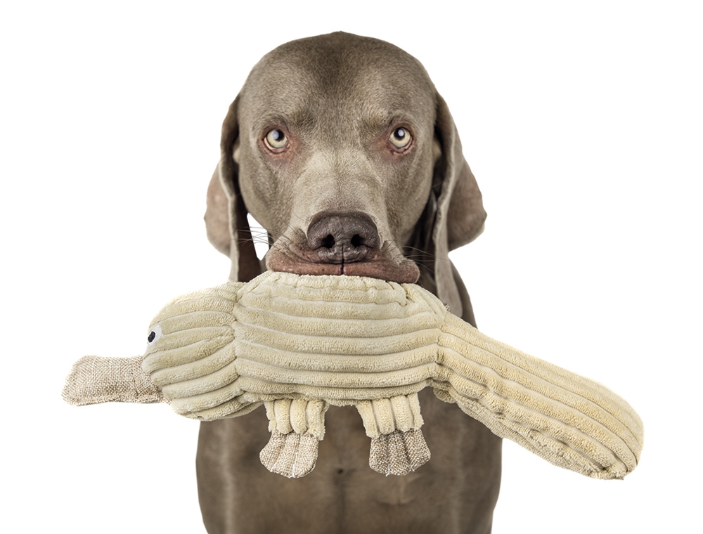 М'яка іграшка з пищалкою для собак Плюшевий Качконіс Plush Nobby