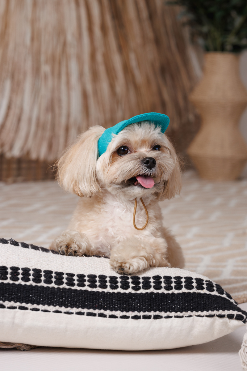 Кепка для собак Топаз Pet Fashion Dog Cap Topaz