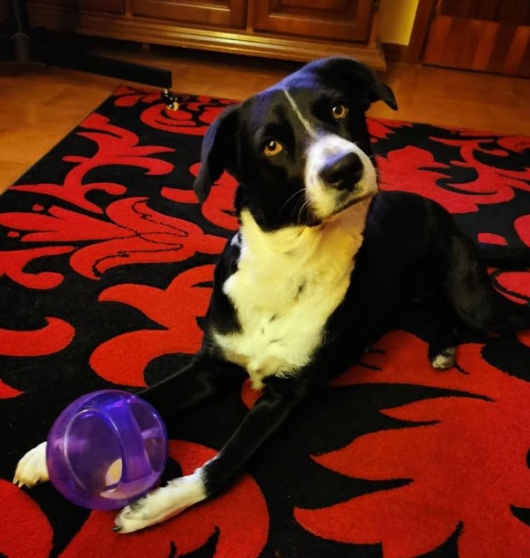 Игрушка для собак Интерактивный Мяч в мяче с пищалкой KONG Jumbler Ball Игрушка для собак Интерактивный Мяч в мяче с пищалкой KONG Jumbler Ball