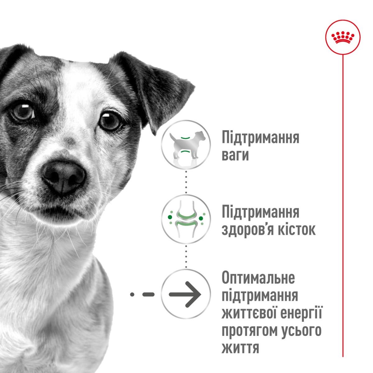 Сухой корм для пожилых собак маленьких пород в возрасте от 12 лет Royal Canin Mini Ageing 12+