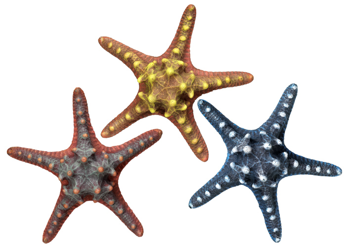 Декор для аквариума Морская тихоокеанская звезда Starfish Aqua Ornaments Nobby