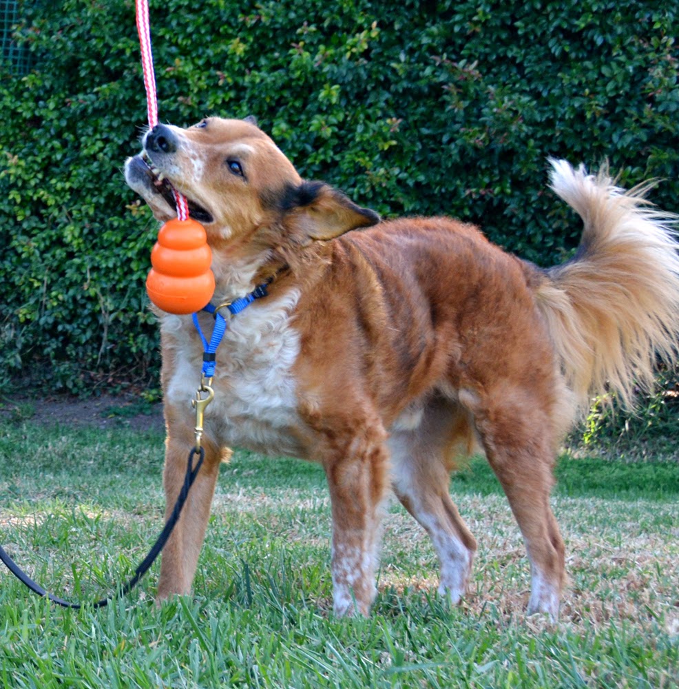 Игрушка для собак Плавающий Конг с канатом KONG Aqua