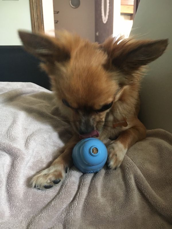 Іграшка для цуценят Конг Розвиваючий для ласощів KONG Puppy Ball Іграшка для цуценят Конг Розвиваючий для ласощів KONG Puppy Ball