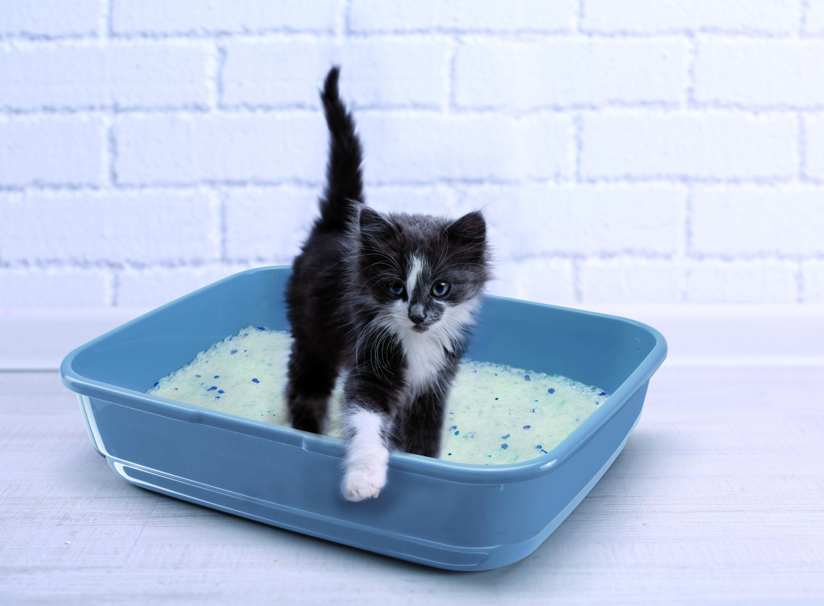 Туалет с бортиком без сетки и ободка для котов Imac Felix