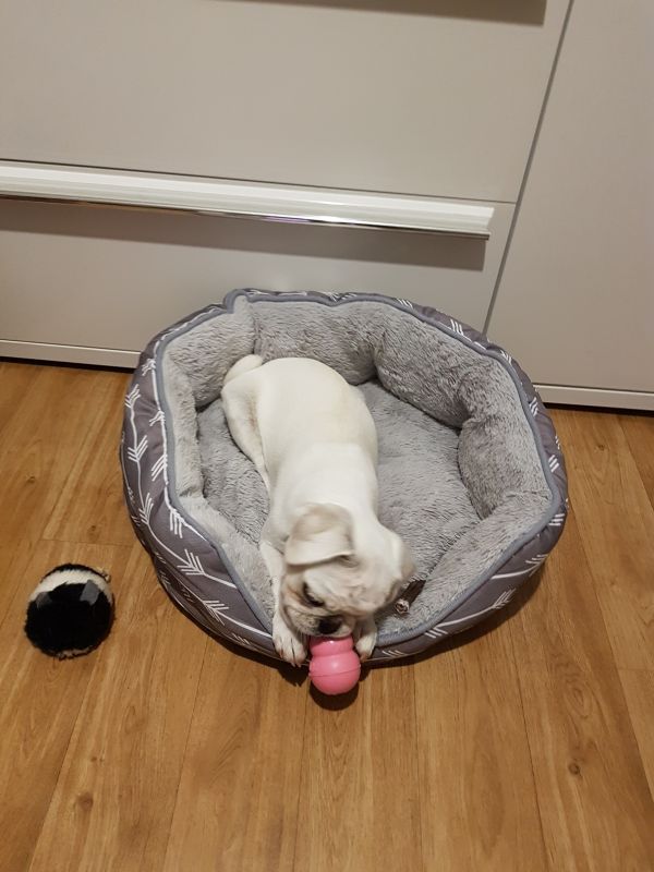 Іграшка для цуценят Конг Розвиваючий для ласощів KONG Puppy Ball Іграшка для цуценят Конг Розвиваючий для ласощів KONG Puppy Ball