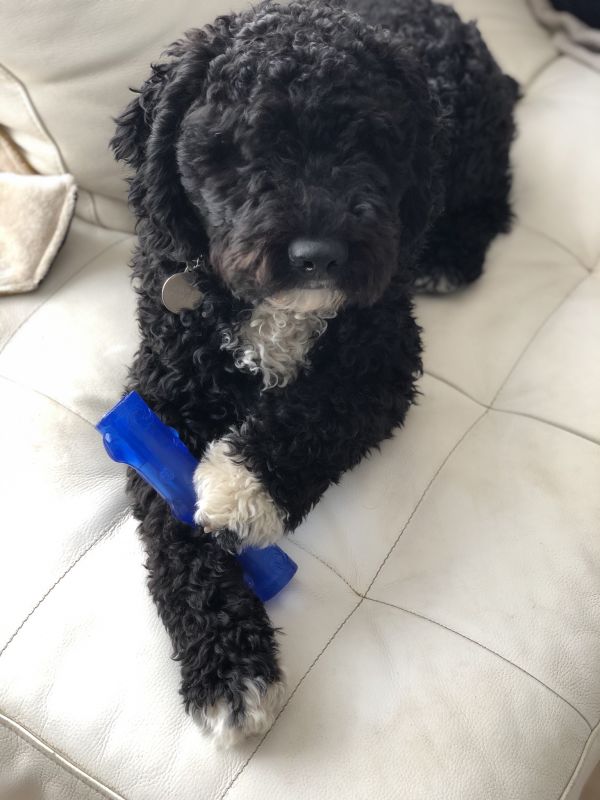 Іграшка для собак Жувальна Паличка із піщалкою KONG Squeezz Stick Dog Іграшка для собак Жувальна Паличка із піщалкою KONG Squeezz Stick Dog