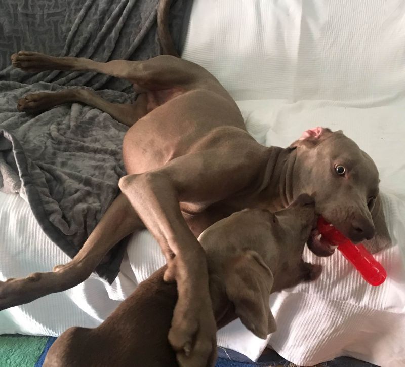 Іграшка для собак Жувальна Паличка із піщалкою KONG Squeezz Stick Dog Іграшка для собак Жувальна Паличка із піщалкою KONG Squeezz Stick Dog