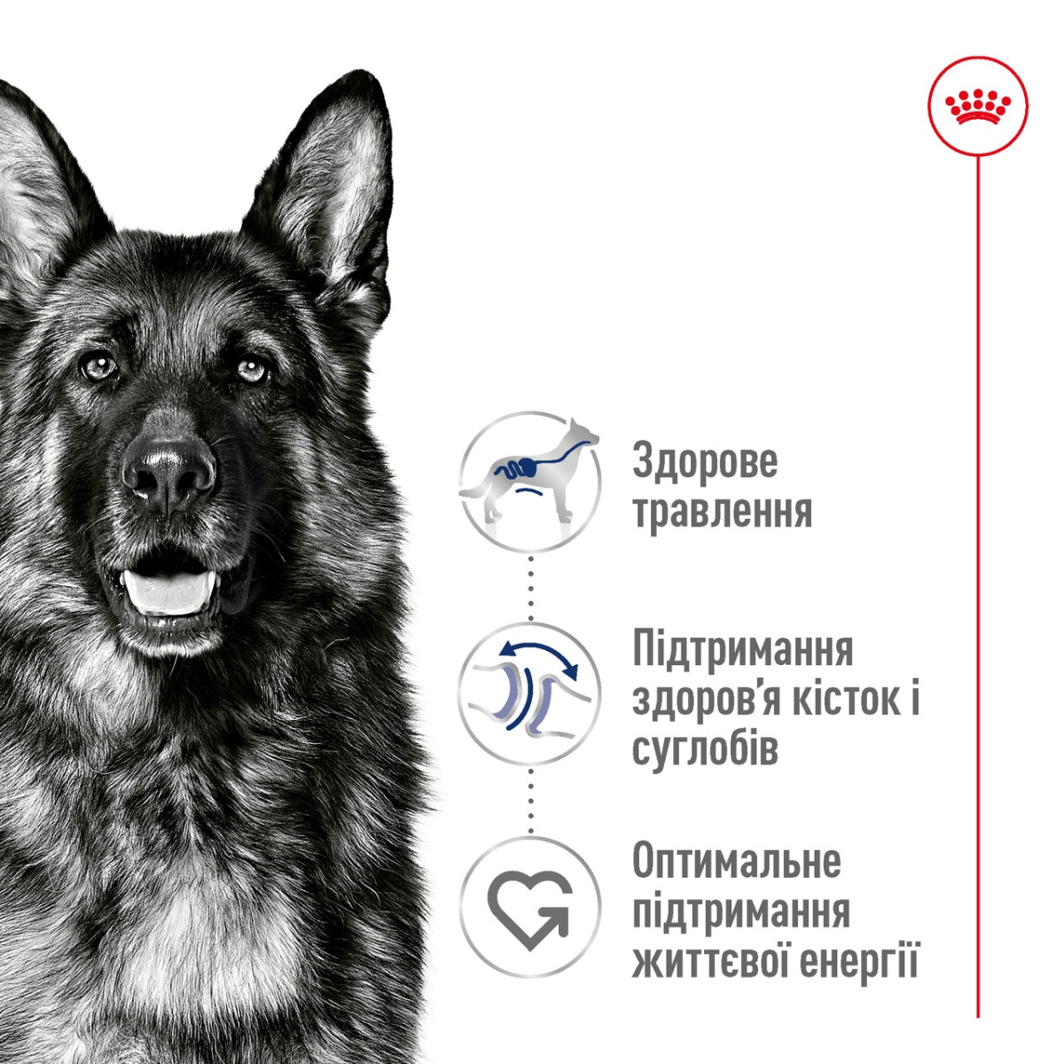 Сухой корм для собак крупных пород в возрасте от 15 месяцев до 5 лет Royal Canin Maxi Adult