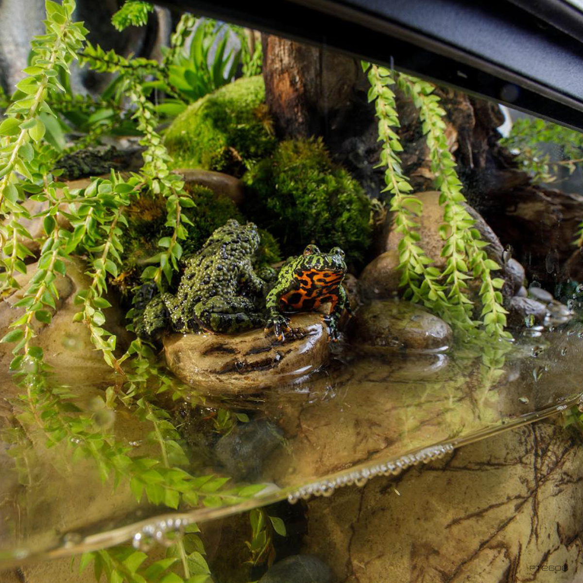Стеклянный вертикальный террариум с палюдариумом 60 x 45 x 90 см Exo Terra Natural Terrarium Medium X-Tall PT2608 Стеклянный вертикальный террариум с палюдариумом 60 x 45 x 90 см Exo Terra Natural Terrarium Medium X-Tall PT2608