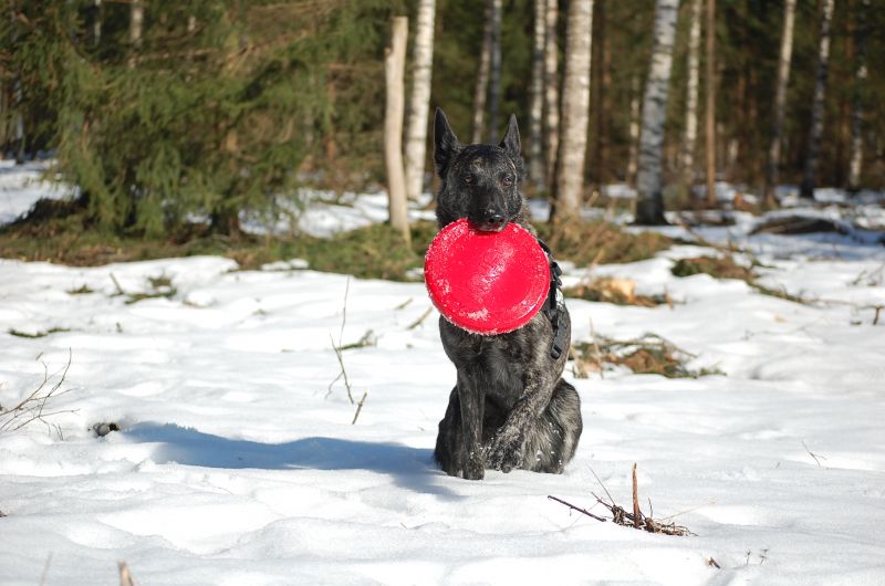 Игрушка для собак Конг Летающий диск Фрисби KONG Flyer