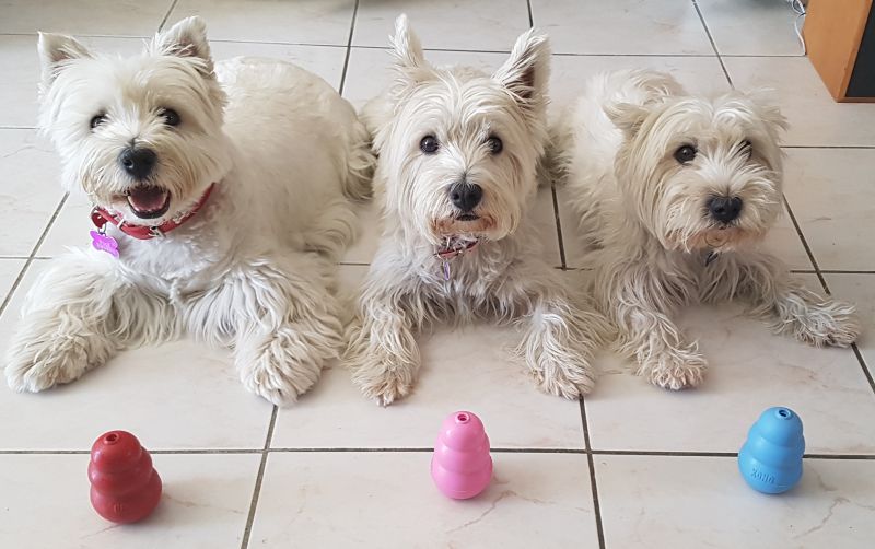 Игрушка для щенков Конг Развивающий для лакомств KONG Puppy Ball