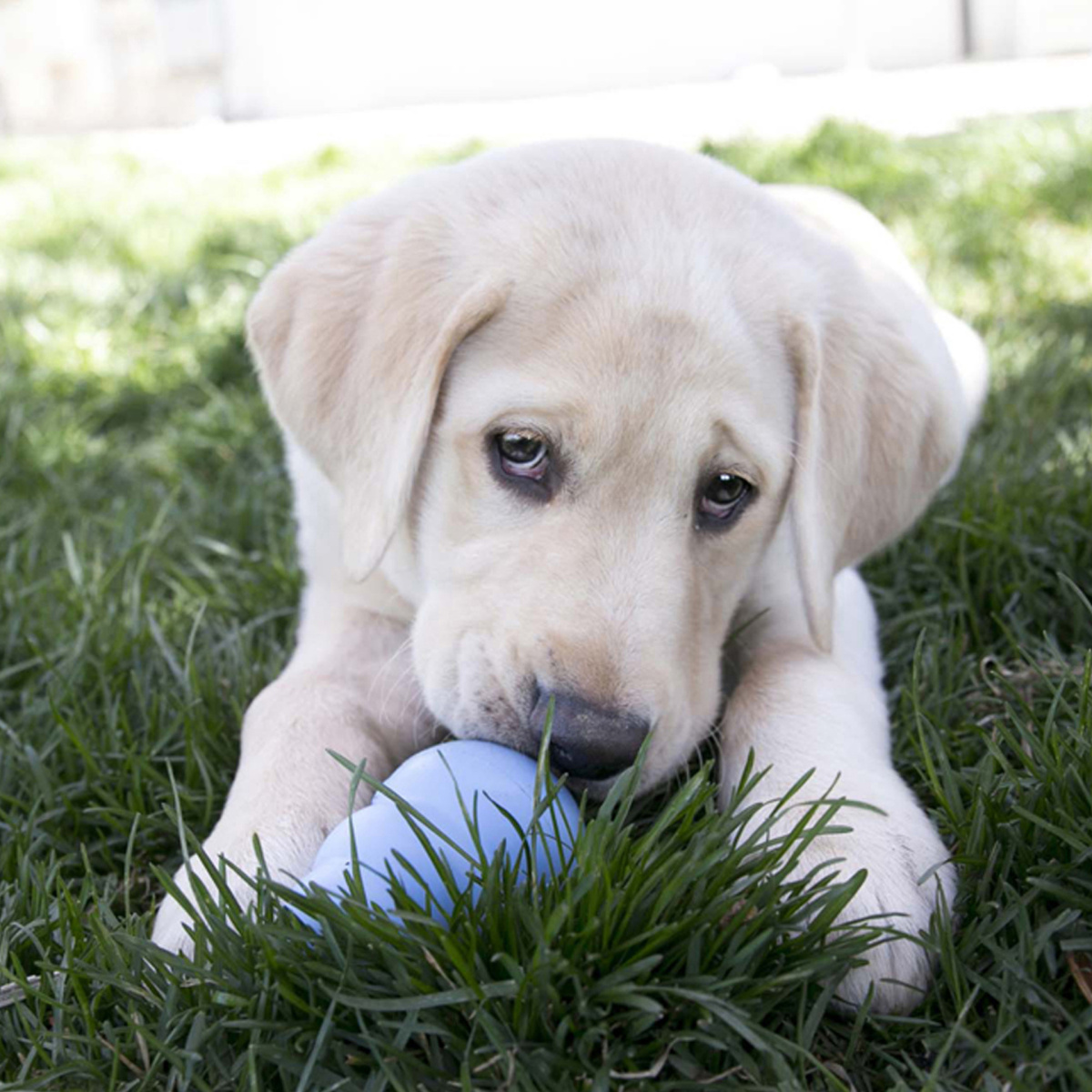 KONG Puppy Blue Розвиваюча іграшка для цуценят Блакитний КОНГ для ласощів
