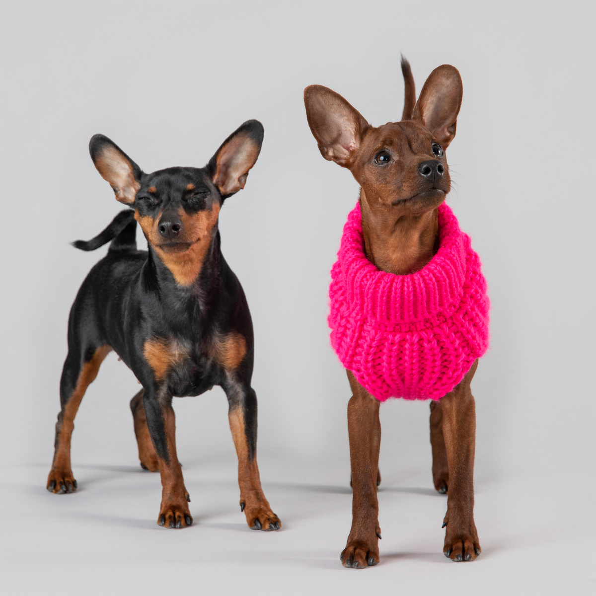 Вязаный розовый свитер ручной работы из овечьей шерсти для собак PAIKKA Knit Sweater Hot Pink Вязаный розовый свитер ручной работы из овечьей шерсти для собак PAIKKA Knit Sweater Hot Pink