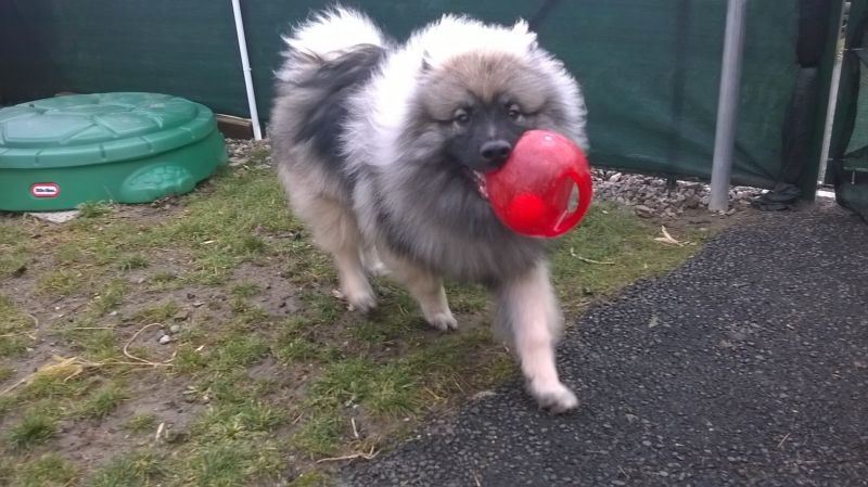 Игрушка для собак Интерактивный Мяч в мяче с пищалкой KONG Jumbler Ball Игрушка для собак Интерактивный Мяч в мяче с пищалкой KONG Jumbler Ball