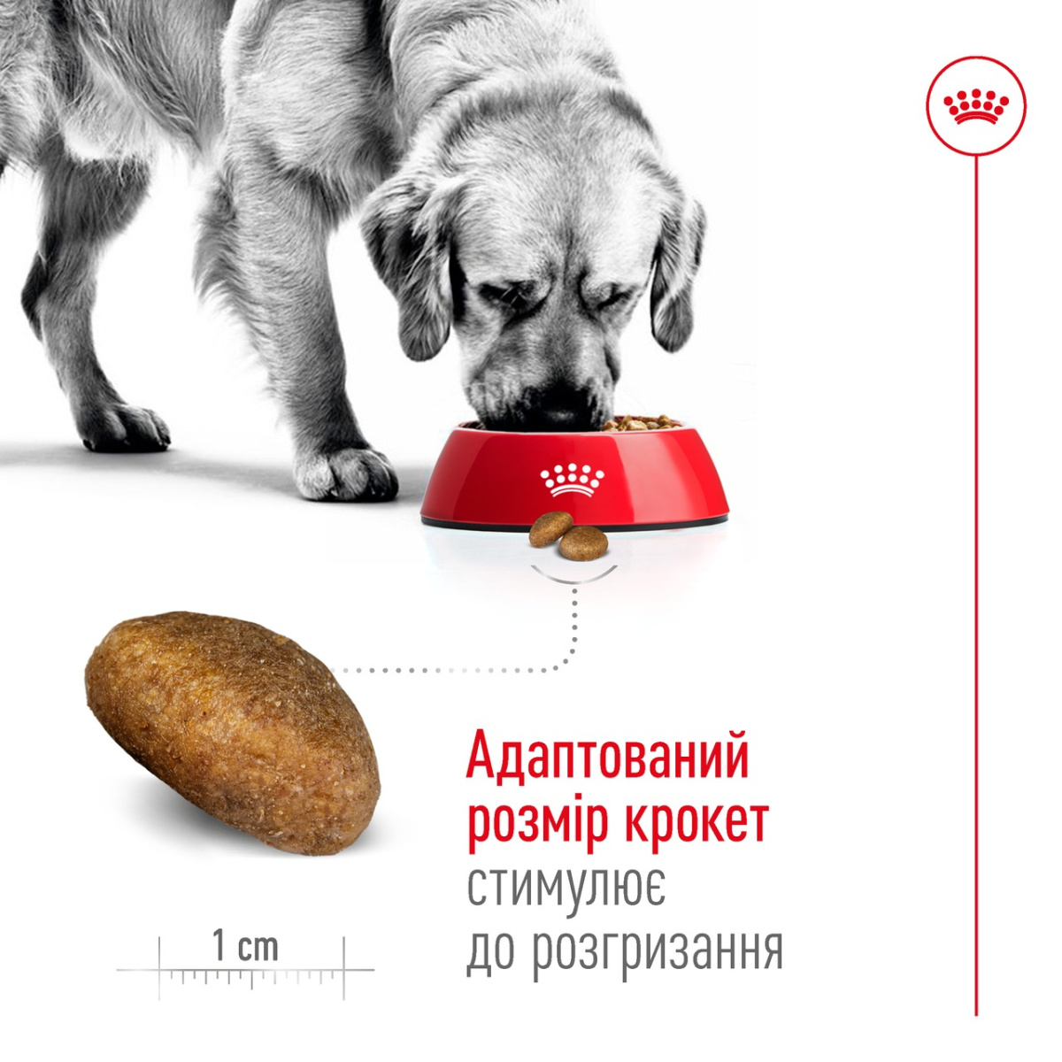 Сухой корм для собак крупных пород в возрасте от 15 месяцев до 5 лет Royal Canin Maxi Adult