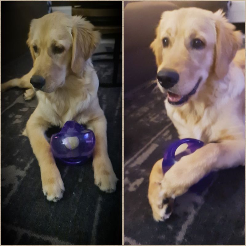 Игрушка для собак Интерактивный Мяч в мяче с пищалкой KONG Jumbler Ball Игрушка для собак Интерактивный Мяч в мяче с пищалкой KONG Jumbler Ball