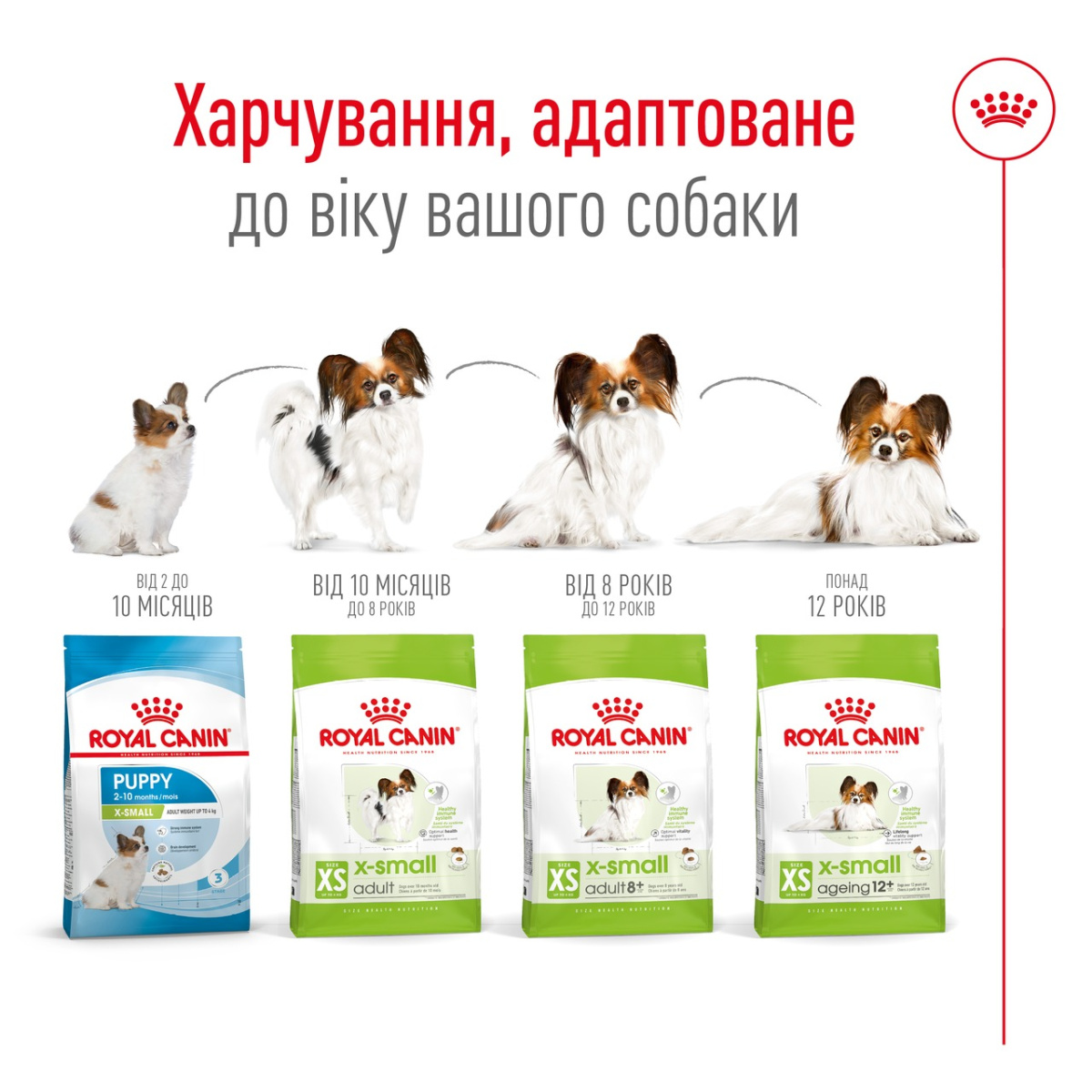 Сухой корм для пожилых собак миниатюрных пород в возрасте от 8 лет Royal Canin X-Small Adult 8+