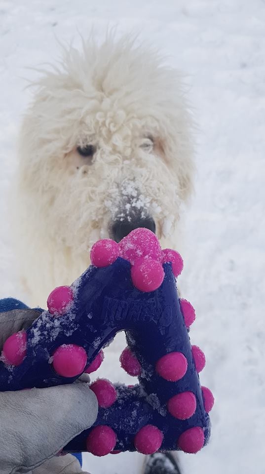 Іграшка для собак Трикутник для очищення зубів та ясен KONG Dotz Triangle
