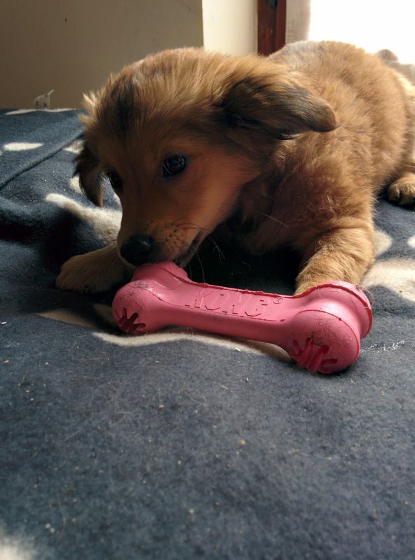 Іграшка для цуценят Кісточка для ласощів KONG Puppy Goodie Bone Іграшка для цуценят Кісточка для ласощів KONG Puppy Goodie Bone