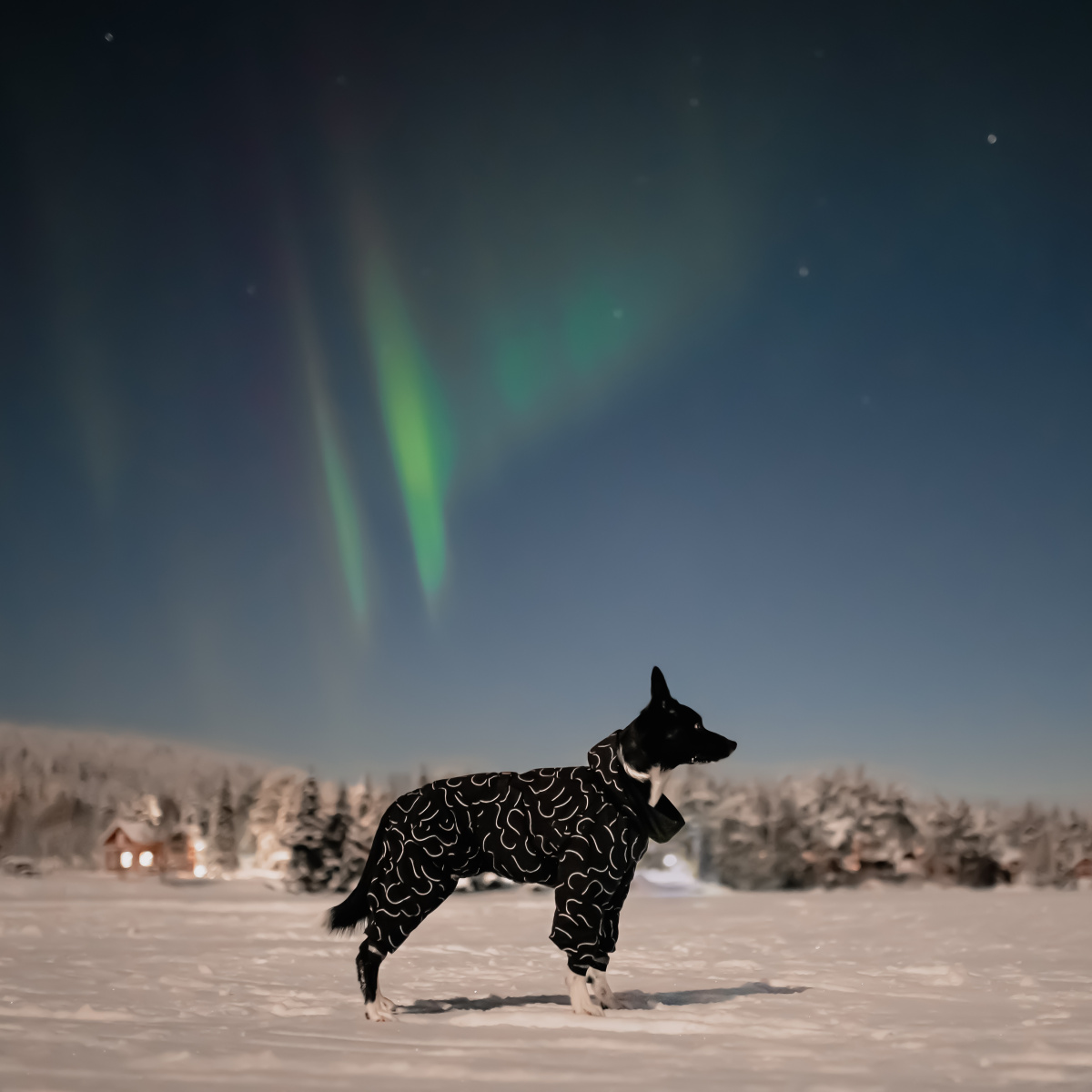 Водонепроницаемый зимний костюм со светоотражающим узором для собак PAIKKA Winter Suit