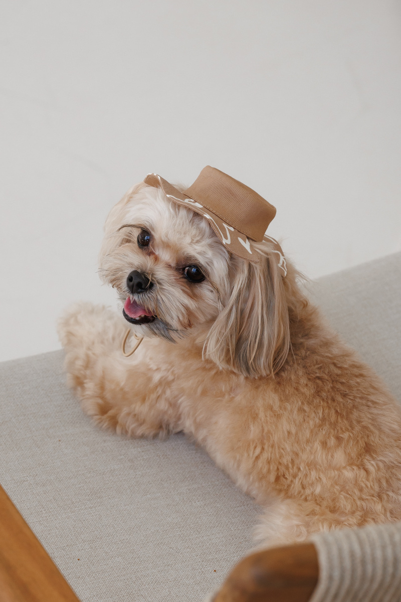 Панама для собак Принт Pet Fashion Dog Sun Hat Print