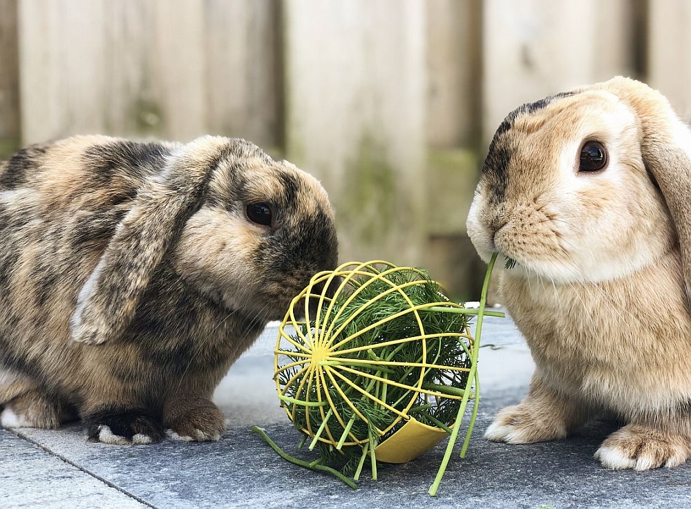 Куля для заправки фруктів та овочів для гризуна Play & Food Ball Nobby